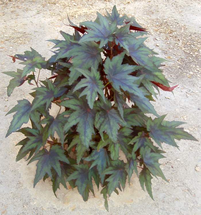 B. ‘Janet Brown’